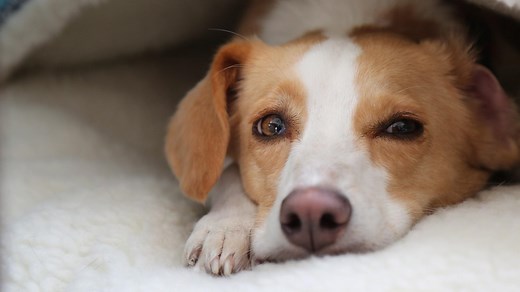 Can Dogs Talk? | NOVA