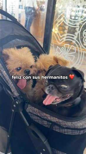 The great story of Yoda 🐶 | #dogs #animalrescue #royalcanin | Lylo Fa