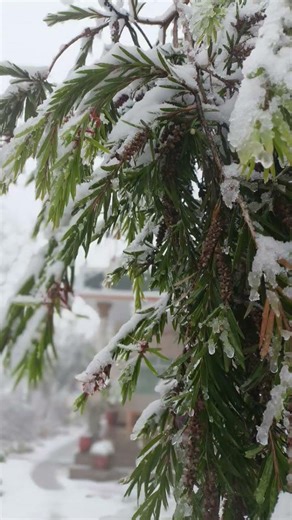 snow fall sound effect ❄️🌨️#rain #rainoundforsleep #snow