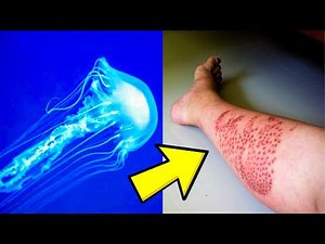 The FASTEST Kill in Nature (Fastest Acting Venomous Animals)