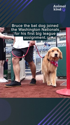Watch video of Bruce the bat dog making his MLB debut with the Washington Nationals