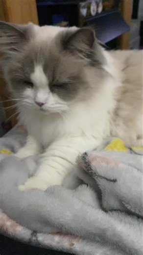 16K views · 748 reactions | Yesterday Poppy worked so hard at the biscuit factory that she fell asleep. Thankfully her muscle memory is strong and she managed to snooze on the job while still making picture perfect biscuits. Now that’s a talent! #dailypoppy | Kitty Rescue Bury | Facebook