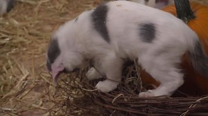 141K views · 1.9K reactions | #PSLPumpkinHatch Update: KITTENS!!! LIVE from the pumpkin cam: sbux.co/PSLPumpkinHatch | Starbucks | Facebook