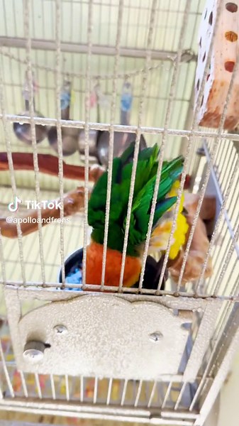 Bird Bathing Fun: Making a Splash in the Water Bowl!