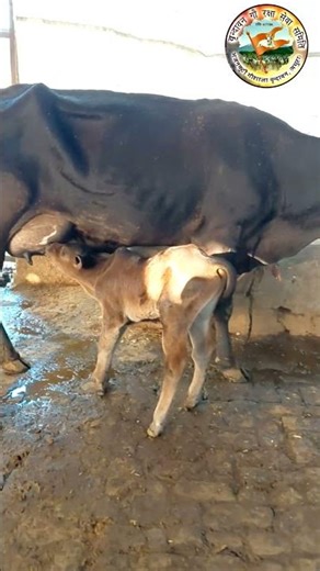 मां की ममता गौ सेवा