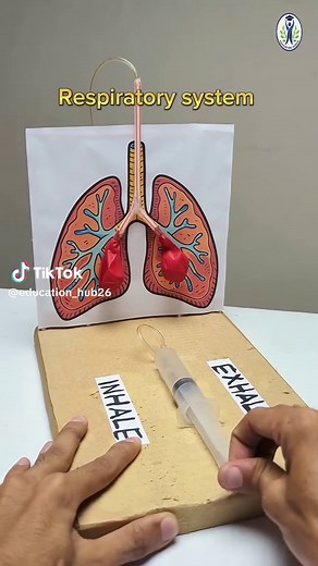 Understanding the Respiratory System