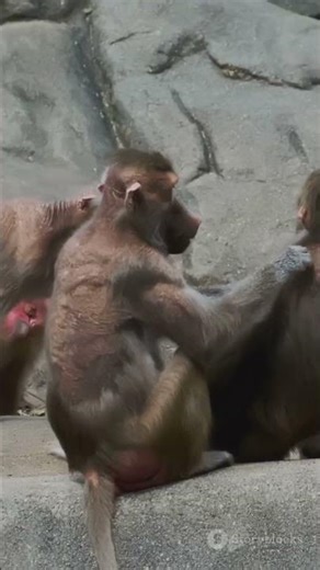 Japanese Macaque: Cute but Gossip Queens 🐒❄️