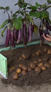 47K views · 412 reactions | How I Grow Eggplants and Potatoes at Home I tested a simple setup to boost both eggplant and potato yields. No fancy tools, just smart planting and consistency. Gardeners love this because it actually works. #GardenHacks #HomeGardening #GrowYourOwn #BackyardGarden #UrbanGardener #VeggieTips #DIYGarden | H&H Gardening World | Facebook