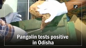 Pangolin tests Covid-19 positive in Odisha