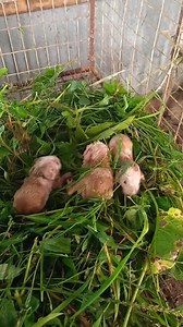 5.2M views · 10K reactions | Siempre quise decir este es el MEJOR VIDEO QUE VERAS HOY Y..... ¡ESTE ES EL MEJOR VIDEO QUE VERÁS HOY! | TECNOCuy Ecogranja | Facebook