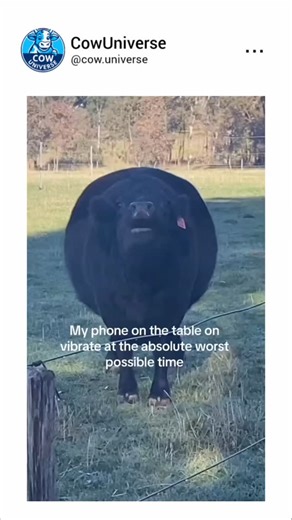 CowUniverse on Instagram: ""The Black Cow Who Dropped Beats" In a quiet meadow, there lived a black cow named Max with a talent unlike any other. While the other cows mooed their usual tunes, Max created music with his mouth! 🎶🐄 One day, as he lazily chewed on some grass, Max started humming a catchy rhythm. Before he knew it, he was full-on beatboxing! The birds chirped in harmony, and the wind swayed to the rhythm. 🎤🌿 Max didn’t just moo—he created a full symphony! He tapped his hooves for