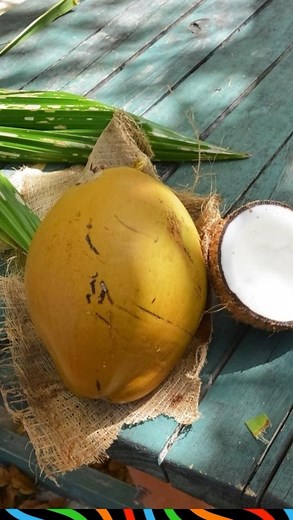 21 reactions · 4 comments | @mattg4l teaches the guitar for the Haitian culture. Are you struggling to come up with new chords, or maybe struggling to play Kompa.Sign up on his instagram page ——— #haitian #haiti #konpa #kompa #ayiti #facesofhaiti • ad | Faces of Haiti | Facebook