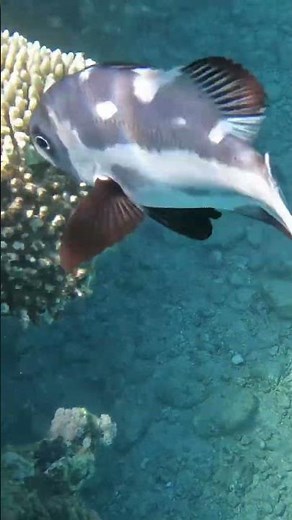 Black Snapper Fish Curiosity on Full Display 🌊👀
