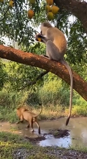 Witness the incredible interaction between a **monkey** and a **lion** in its natural habitat. The **animal** is sitting on a tree branch, with the **tiger** lurking below in the **jungle**. This **wildlife** encounter is something to marvel at. | Rescue Stories