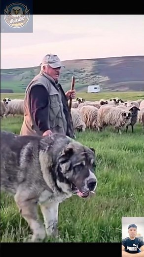 Aggressive Alabai Monster Mode – Unstoppable Giant Dog Power!