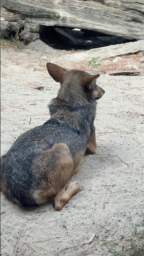 The Red Wolf is one of the rarest canids in the world,found mainly in the southeastern United States