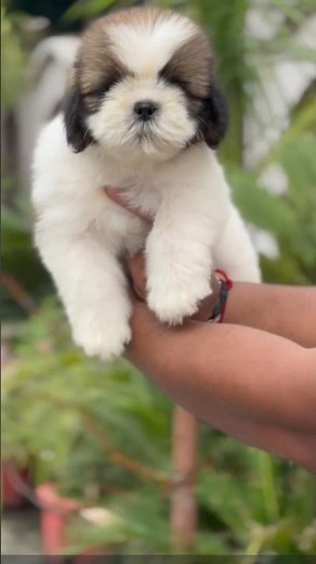 “Cute Shih Tzu Male Puppy for Sale