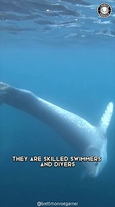 Leopard Seal 🦭 The Predator No One Survives! This sleek hunter patrols Antarctic waters with lightning-fast attacks. It crushes prey with one of the strongest bites in the ocean. You won’t believe how fearless this icy apex predator is! #wildlife #nature #animalfacts #animalvideos | 1 Minute Animals