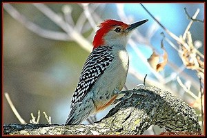 Five Activities For Kids: Bird Watching, Skating and More