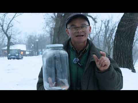 🐭 Egér vagy pocok?