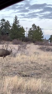 36K views · 530 reactions | The mule deer rut is picking up steam! We should see some great action in the next couple weeks. | Good Bull Outdoors | Facebook