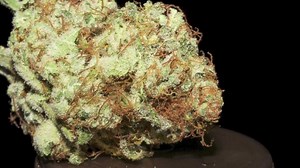OG Diesel Kush | Marijuana Strain Reviews