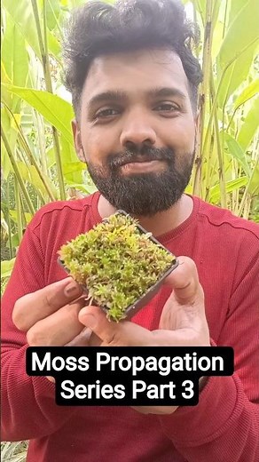 Moss Propagation series Part 3 | How to Grow Sphagnum Moss #sphagnummoss #moss #terrarium