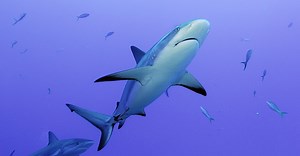 Coral Reefs Shouldn’t Look Like 'Finding Nemo'