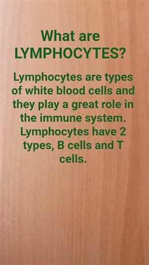 What are LYMPHOCYTES?