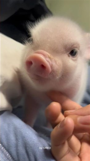 Why are these baby pigs so adorable?? 🐷💗