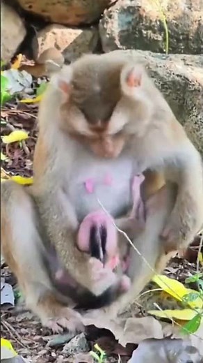 Life of Monkeys: Mommy, I'm hungry, it's not time to feed me yet.