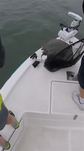 4.3K views | You ever wonder if fish fart? Well, wonder no more... just listen. #fish #fishing #fishinglife #fishingtrip #stingray #sandiegobay #saltwaterfishing #oceanfishing | Chris Moore | Facebook