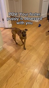 Tiger Lily is for sure a 10/10! This sweet medium energy girl plays great with kids, dogs of all sizes, and would likely do well with dog-savvy cats, though she hasn’t been tested yet. Crate trained and mostly house trained, she is adaptable and eager to please! Please check out her bio on the “Adoptable Dogs” page of our website to see if she’s the right dog for you. Reminder: You do NOT need to own your own home, live in a single family home, or have a yard or fence to adopt or foster with us!