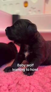 5.6K views · 114 reactions | My border terrier x collie x wolf puppies  | Crazelpup Dog Training- by Jodie Forbes | Facebook