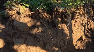 The Wilson Boys using some 'teamwork' to try and catch a lamb when Angus suddenly has an accident...... 😅 | The Sheep Game