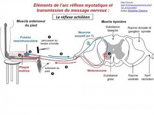 L'arc reflexe TS