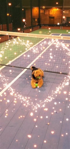 shesosophie_welshterrier on TikTok