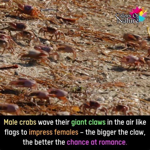 12K views · 1.3K reactions | Male crabs | Colors Of Nature | Facebook