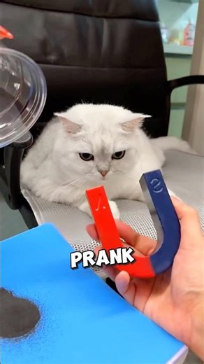 Cat Freaks Out Over Magnet Prank!