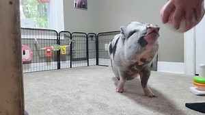 383 reactions · 37 comments | I can go years without doing some of the 61 tricks she knows with her and she NEVER FORGETS! She might need a little practice but she always remembers. She's amazing and I'm always in awe of how smart pigs are. #minipigs #pigtrainer #pigtraining #trickpigs #rescuepigs | Polly the Performing Princess Pig | Facebook