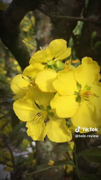 🧧🧧🧧86 ngày đếm ngược ⏱⏱#tet2026🧨🧨🧨🧨🧨🧧🧧🧧 #tet #tet2026 #chucmungnammoi #tet2026🎆🧨