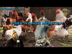 Monkey Werks ~ Nov. 26, 2022