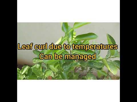 Leaf curl in Lemon plant {All citrus plants}