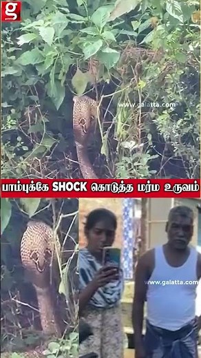 பாம்புக்கே Shock கொடுத்து புதருக்குள் பதுங்கி இருந்த மர்ம உருவம் பதறி நின்ற ஊர்மக்கள்! 😱