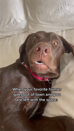 The spare 😂 #fypage | Tankie & Fisher The Labs