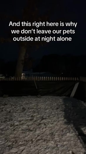 Protecting Pets from Coyotes: Safety Tips for Dog Owners