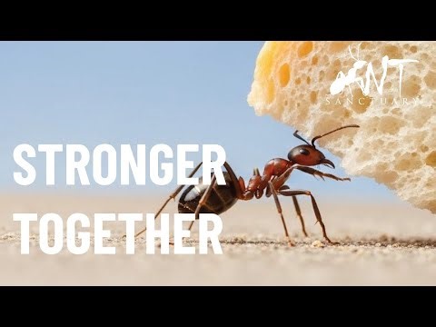 Teamwork Makes the Impossible Possible — Lessons from Ants
