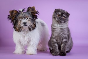 Why Dog Breeds Look So Very Different, But Cats Don't