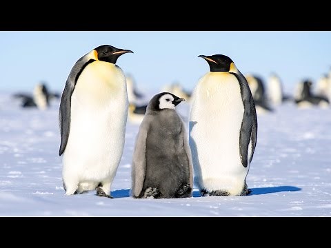 Antarctic animals for kids: The Wildlife of the Sourth Pole!
