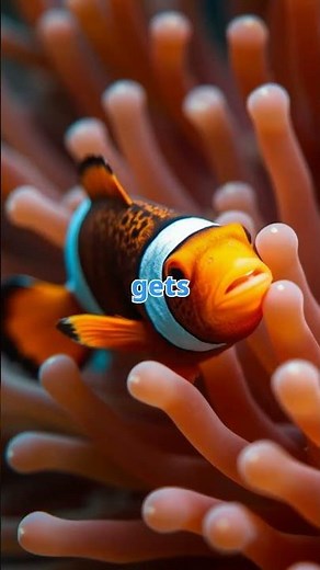 Why Clownfish Live Among Sea Anemones?